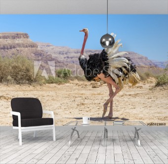 Picture of Male of African ostrich Struthio camelus in nature reserve near Eilat Israel